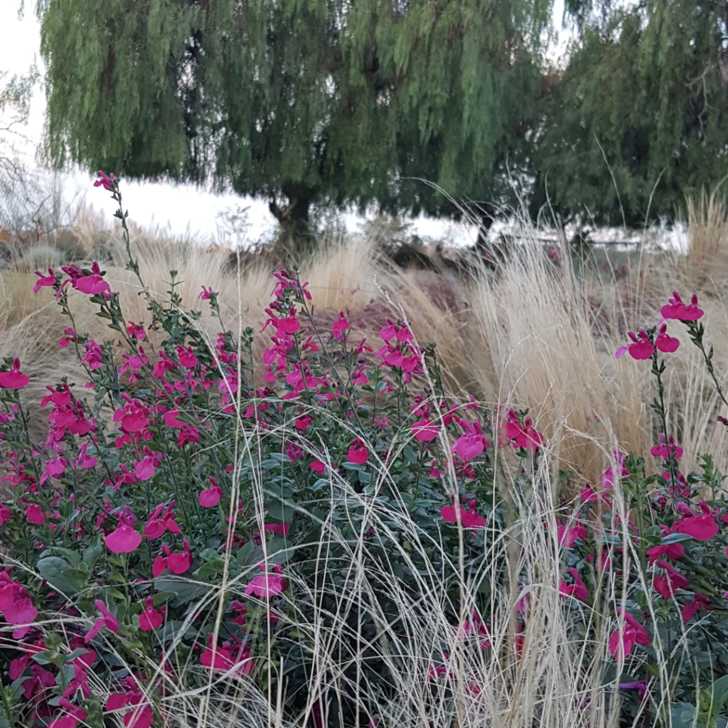 Salvia microphylla Pink Blush