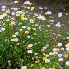 Erigeron karvinskianus (erigeron), foto 1 de 5