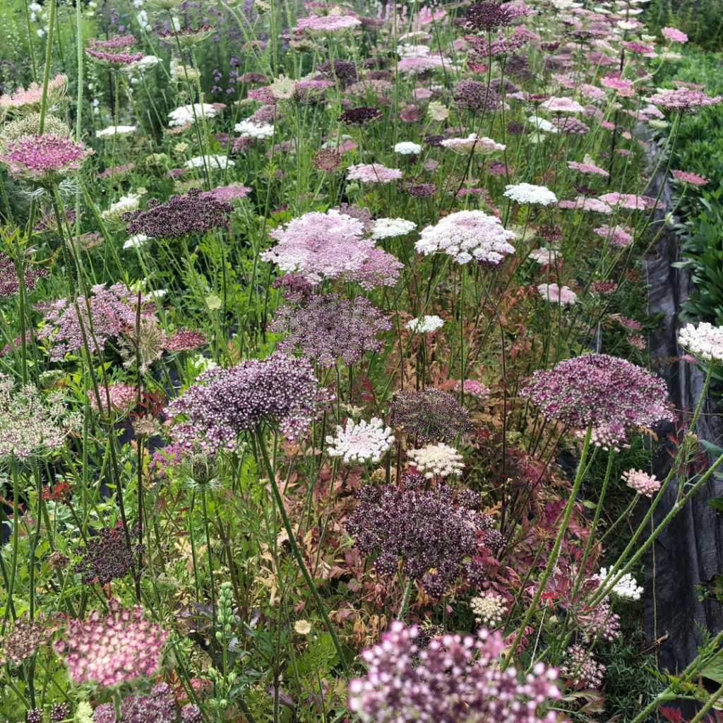 Daucus carota "Purple Kisses" - 40 semillas