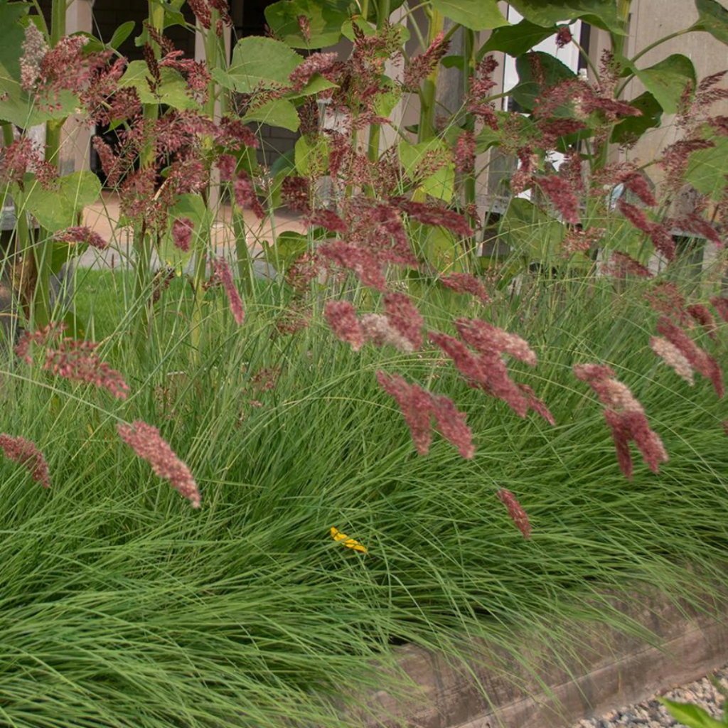 Melinis nerviglumis (Melinis)