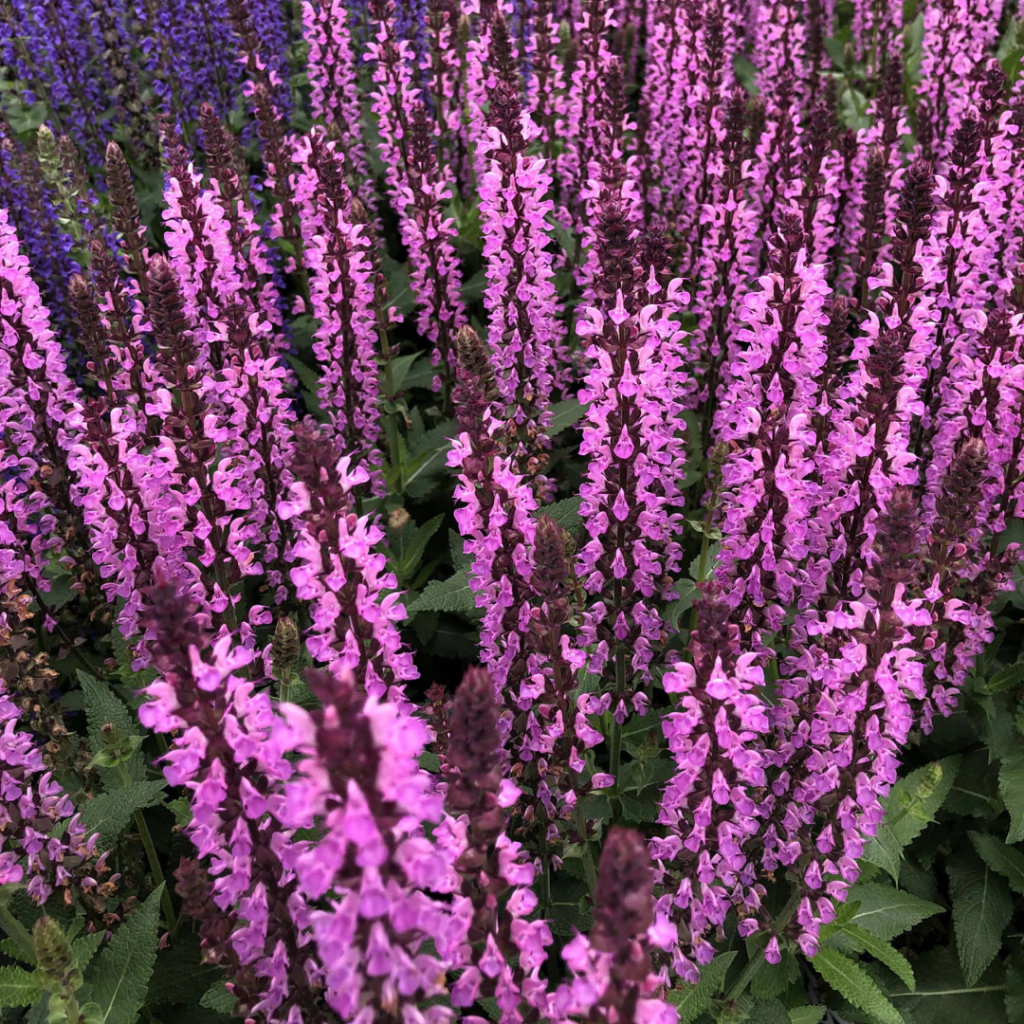 Salvia nemorosa - flor rosada - 40 semillas