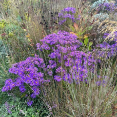 Aster novi belgii (Aster de Nueva York), foto 1 de 6
