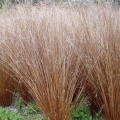 Carex buchananii "Red Rooster" (Carex buchanani), foto 1 de 6