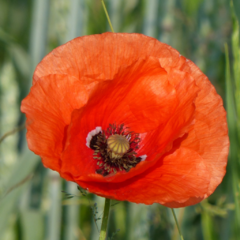 Papaver rhoeas (amapola roja), foto 1 de 2