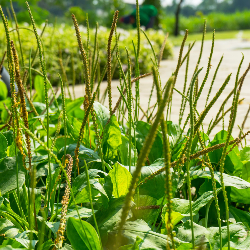 Plantago major
