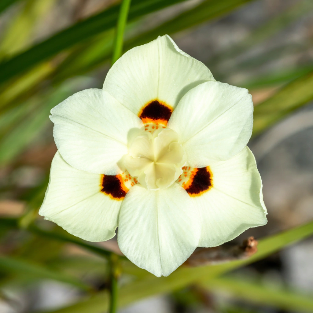 Dietes bicolor (dietes bicolor)