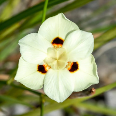 Dietes bicolor (dietes bicolor), foto 1 de 3
