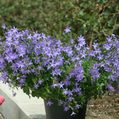 Campanula poscharskyana, foto 3 de 3