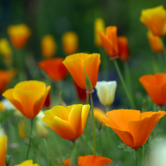 Eschscholzia californica - "Amapola de California", foto 3 de 4