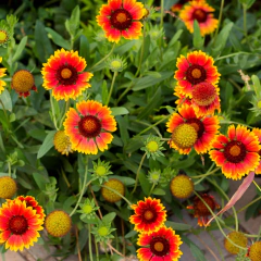 Gaillardia x grandiflora - flor amarilla - 20 semillas, foto 1 de 4