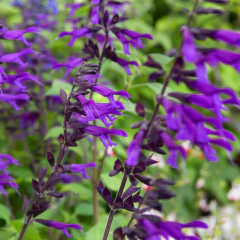 Salvia "Amistad" (salvia amistad), foto 1 de 2