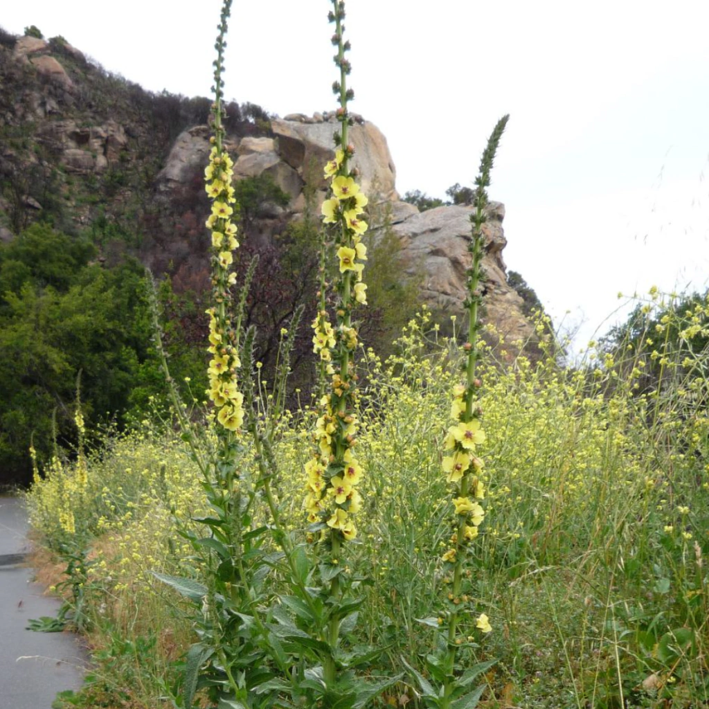 Verbascum virgatum
