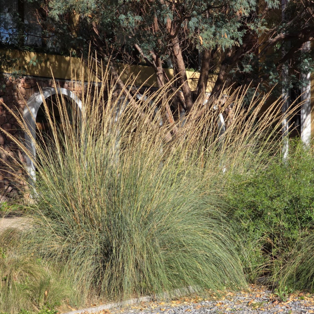 Sporobolus maximus (esporobolus)