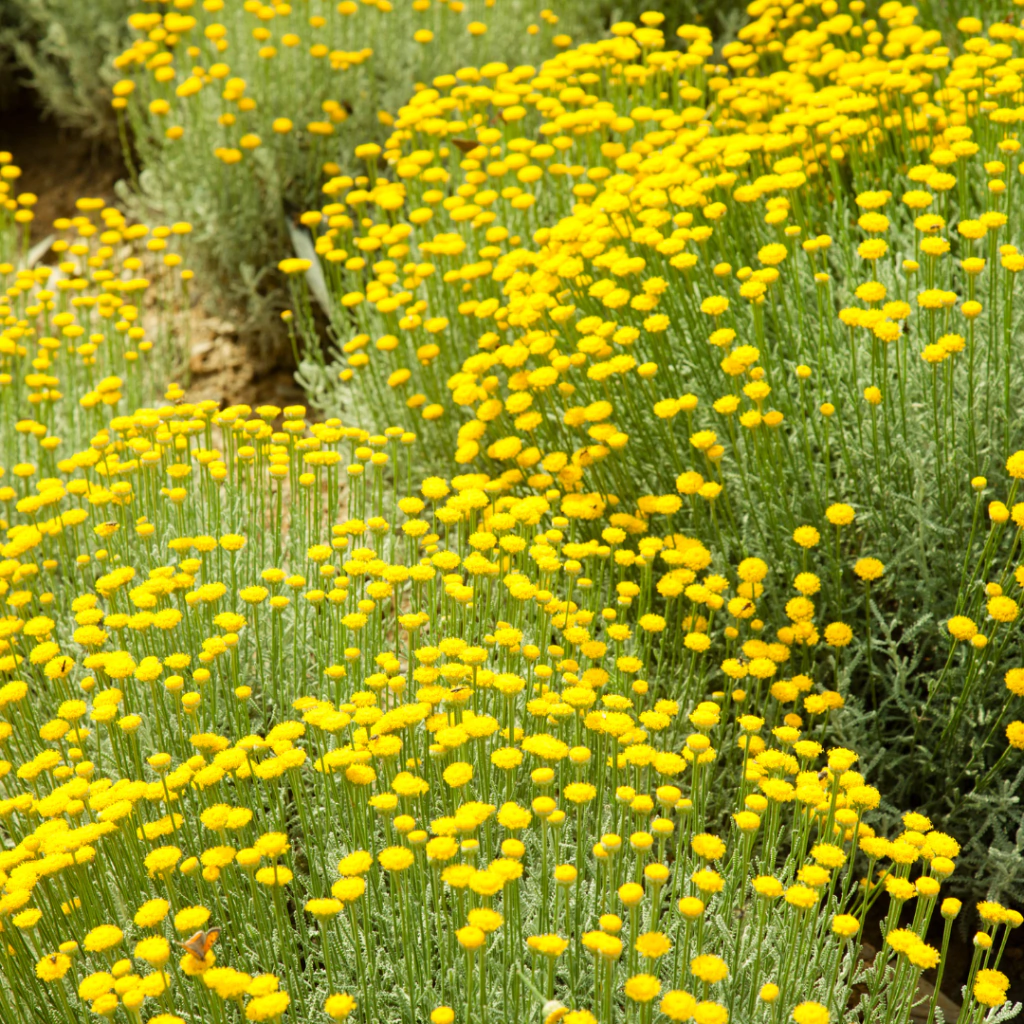 Santolina chamaecyparissus (santolina gris)