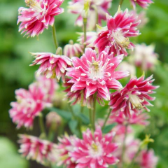 Aquilegia "Nora Barlow", foto 1 de 2