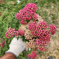 Achillea millefolium "Paprika" (achilea paprika), foto 1 de 4