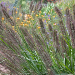 Pennisetum alopecuroides "Moudry" (penisetum moudry), foto 1 de 2