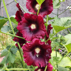 Alcea rosea (flor bordó) - 20 semillas, foto 3 de 3