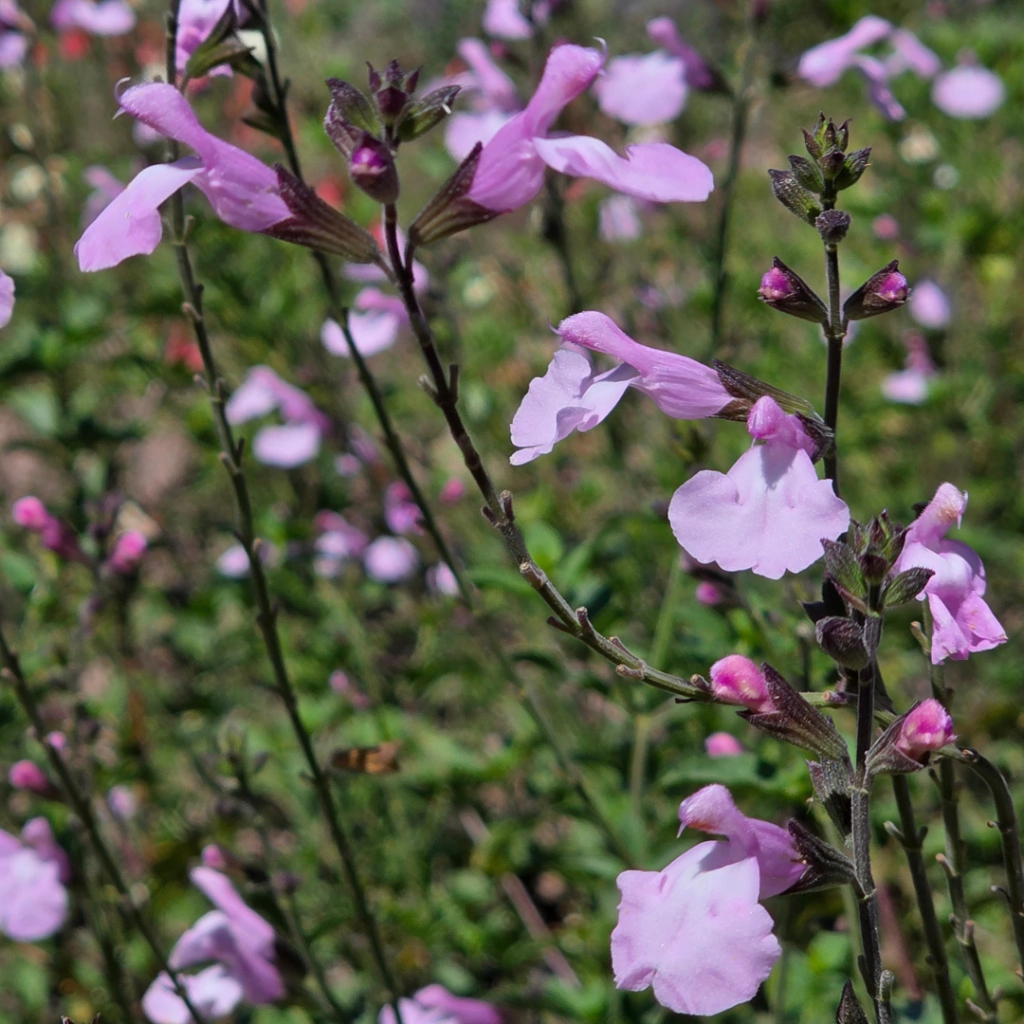Salvia microphylla (flor lila pastel)