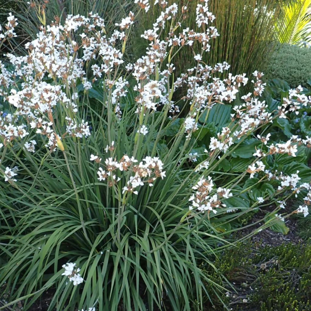 Libertia chilensis (calle calle, libertia)
