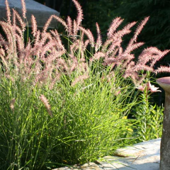Pennisetum 'Karley Rose', foto 1 de 2