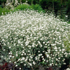 Lychnis coronaria "Alba" - flor blanca (lichnis), foto 1 de 4