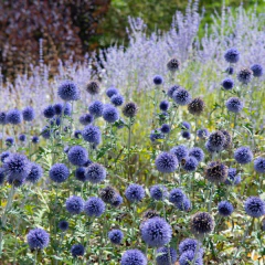 Echinops ritro (cardo azul), foto 1 de 4