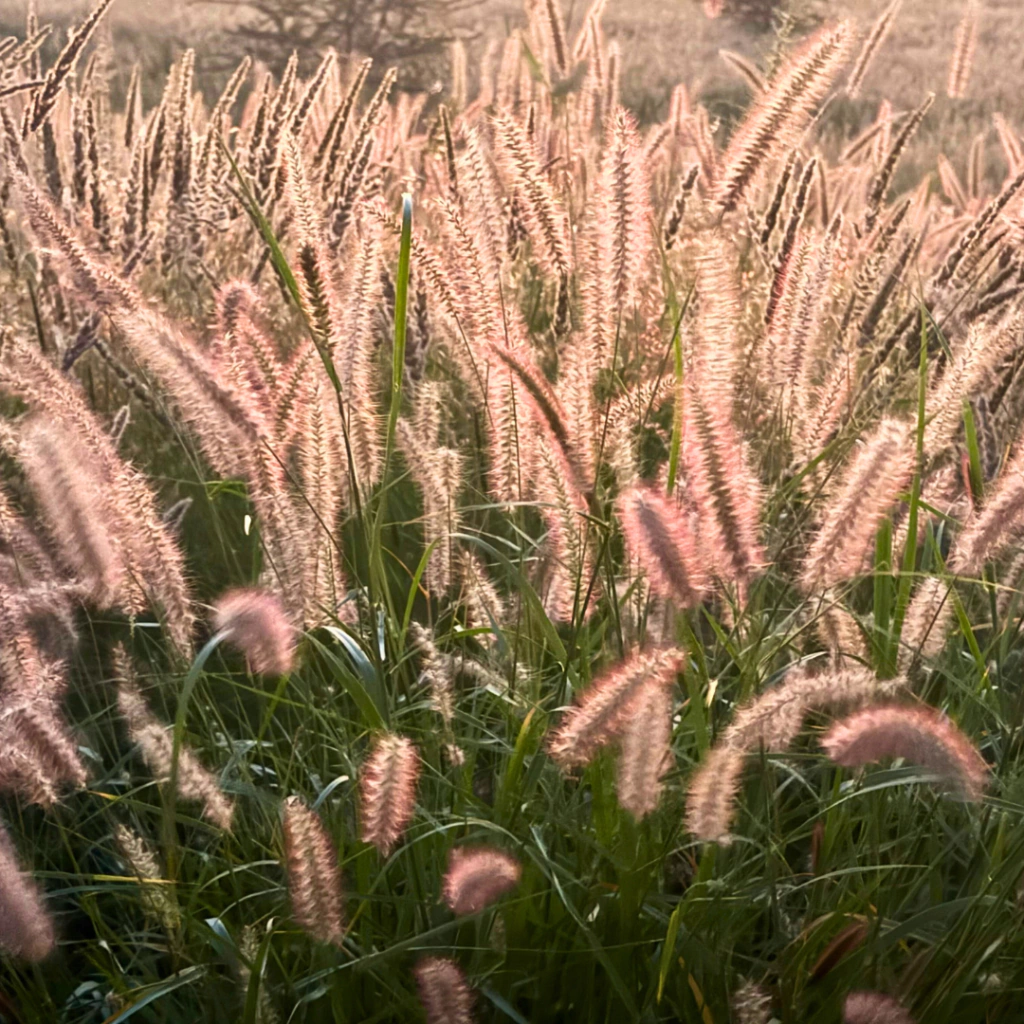 Pennisetum rupelli