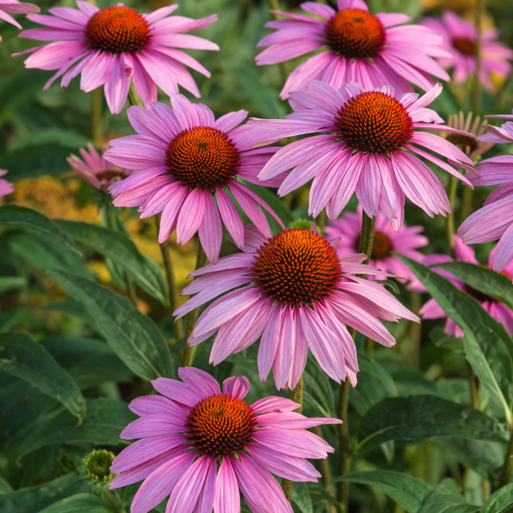 Echinacea purpurea - 20 semillas