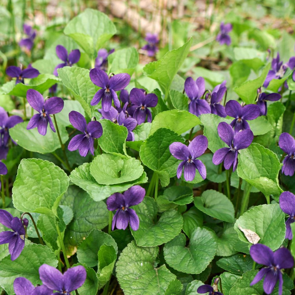 Viola odorata (violeta)
