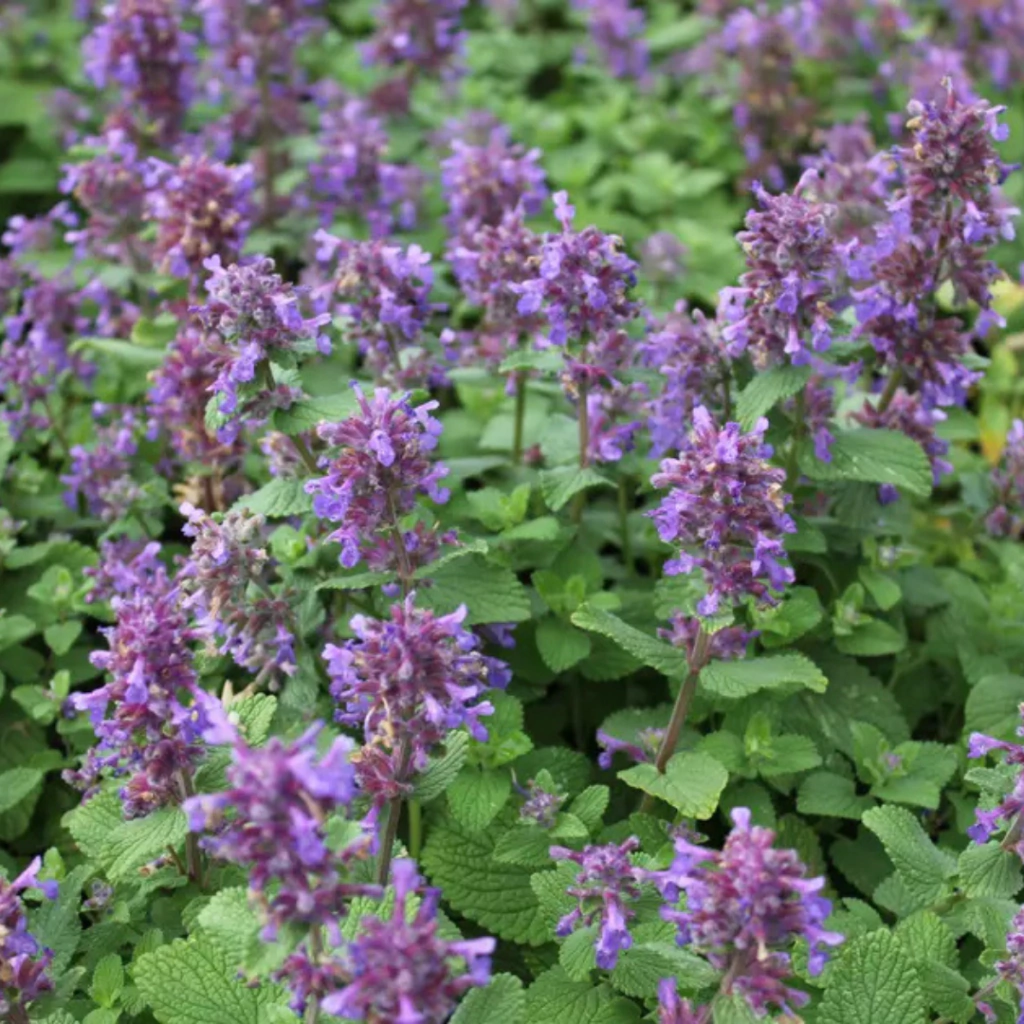 Nepeta racemosa