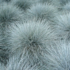 Festuca glauca (festuca gris), foto 1 de 3