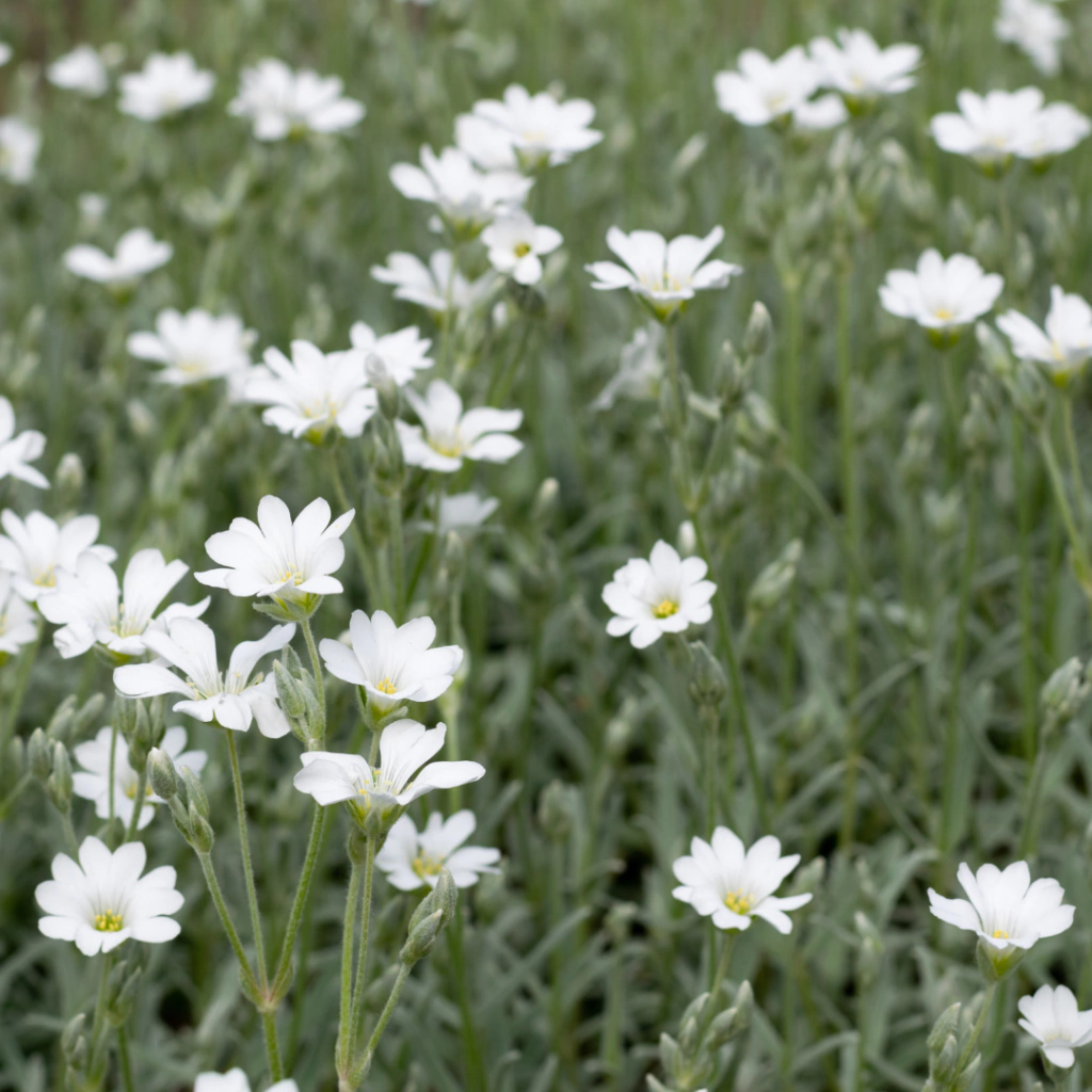 Cerastium tomentosum (cerastium)