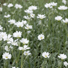 Cerastium tomentosum (cerastium), foto 1 de 3