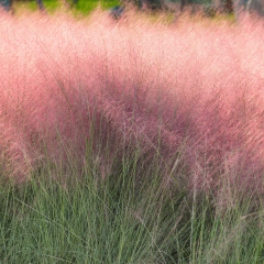 Muhlenbergia capillaris (mulenbergia rosa), foto 1 de 3