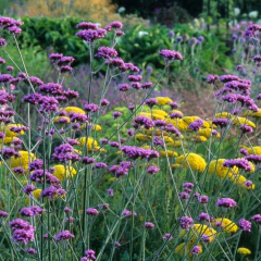 Verbena bonariensis - Semillas, foto 1 de 3