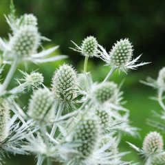 Eryngium planum "White Gliter", foto 1 de 2