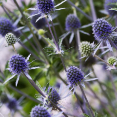Eryngium planum (cardito azul), foto 1 de 3