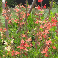 Salvia greggii - flor salmón, foto 1 de 3