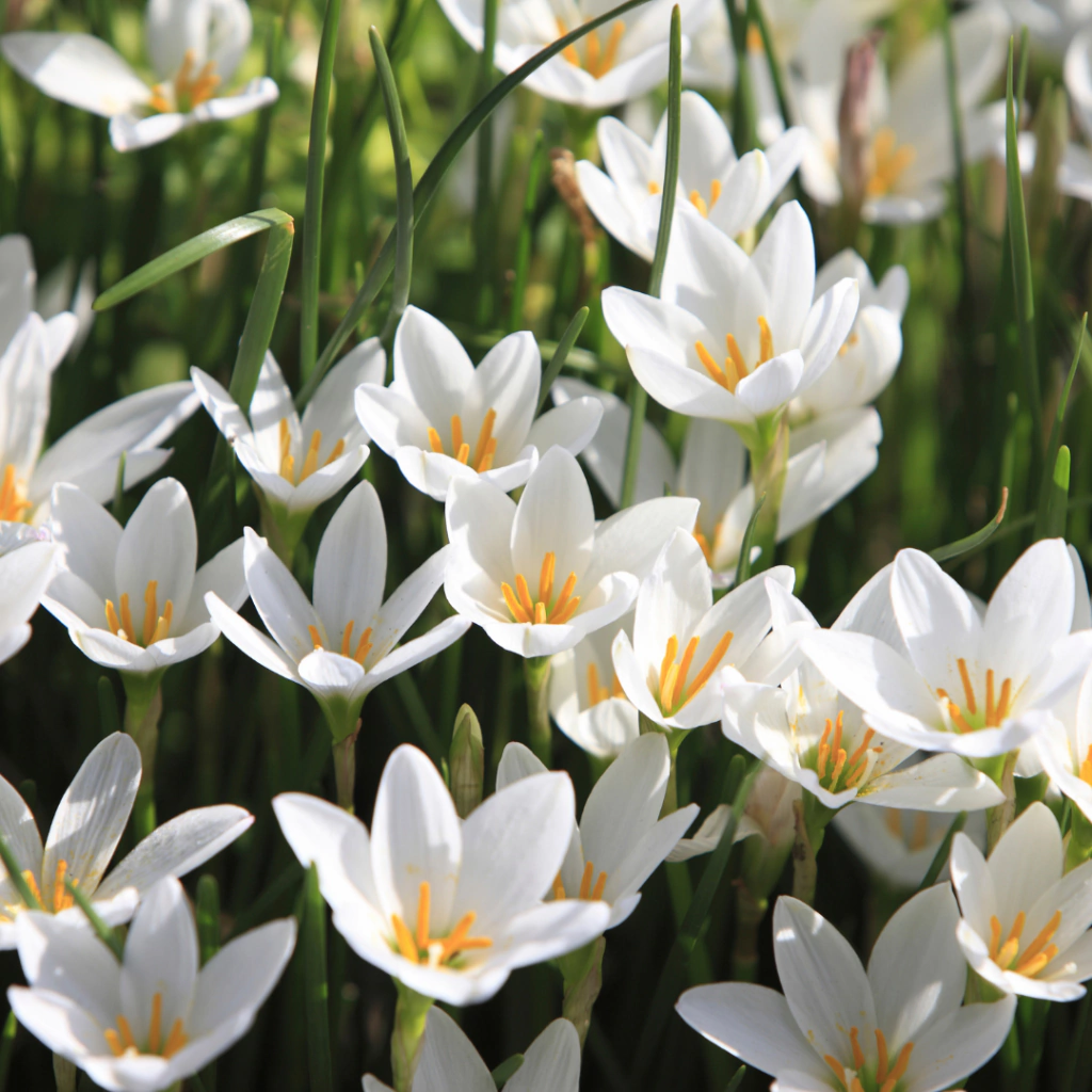 Zephyranthes candida (zefirante, azucenita del río).