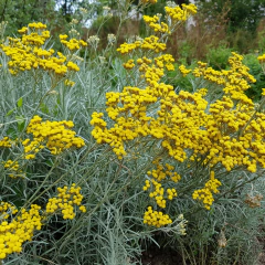 Helichrysum italicum (curry), foto 1 de 4