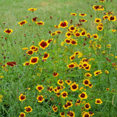 Coreopsis tinctoria (coreopsis anual) - 40 semillas, foto 1 de 5