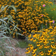 Rudbeckia triloba (susana de ojos negros) - 40 semillas, foto 3 de 3