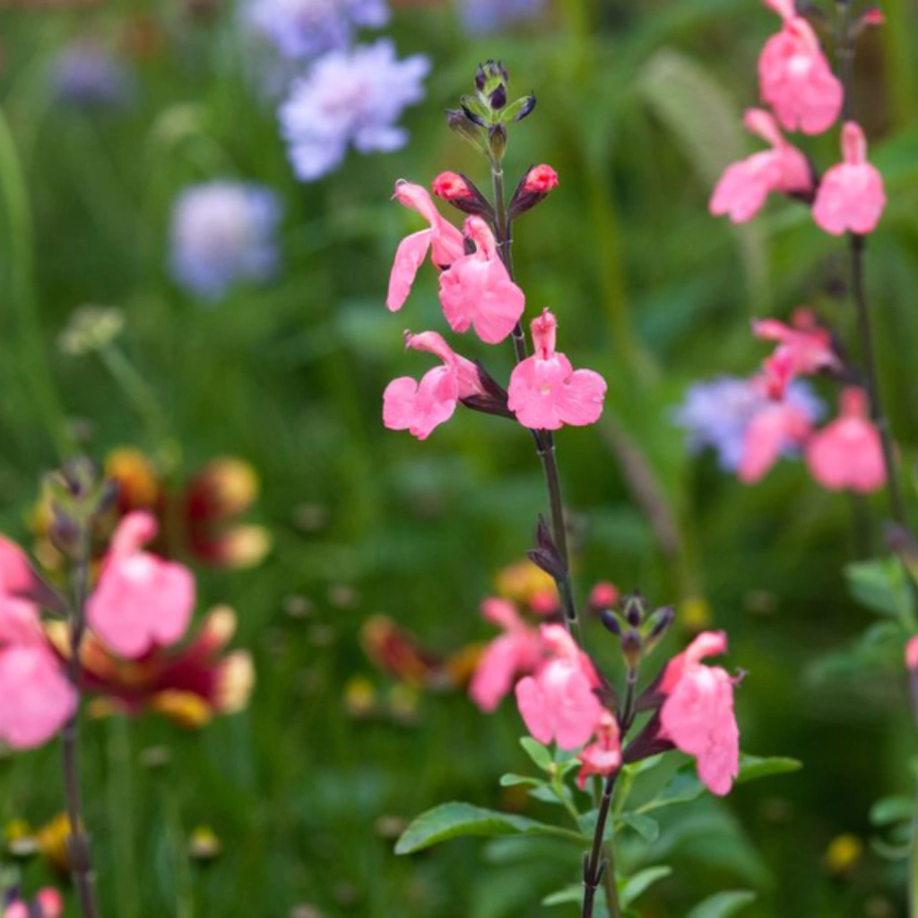 Salvia jamensis - flor rosada