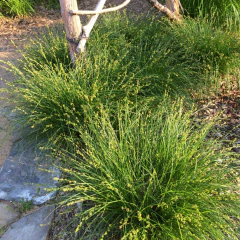 Carex divulsa