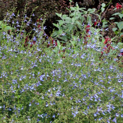 Salvia "African Sky", foto 1 de 2