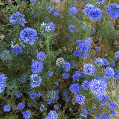 Gilia capitata (flor de globo), foto 1 de 2