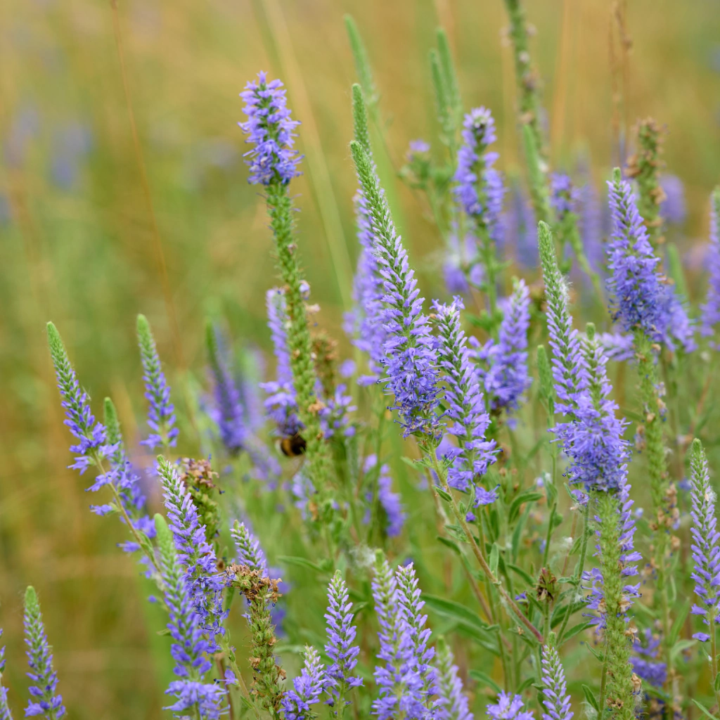 Veronica longifolia (verónica longifolia)