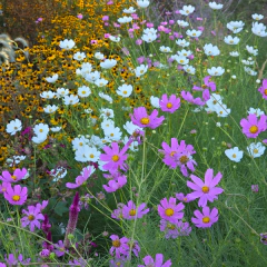 Cosmos bipinnatus (cosmos anual) - flor rosa y blanca mix - 20 semillas, foto 1 de 2