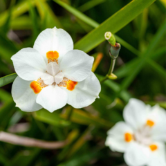 Dietes "Nola Alba" - 20 semillas, foto 1 de 4